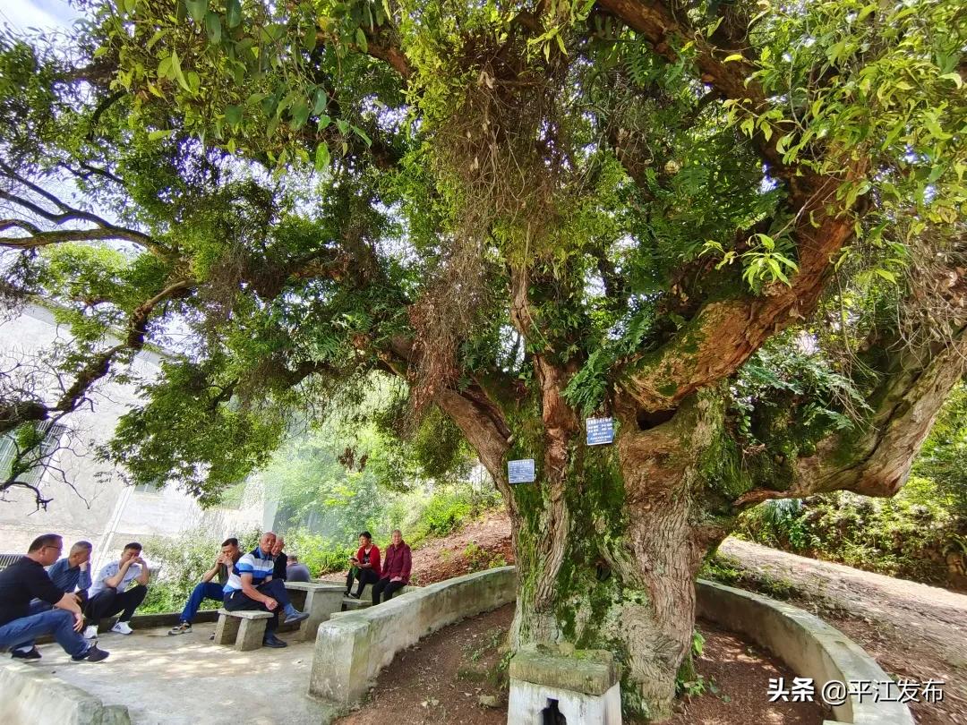 苦乐年华！1013岁的古树有个特别的名字