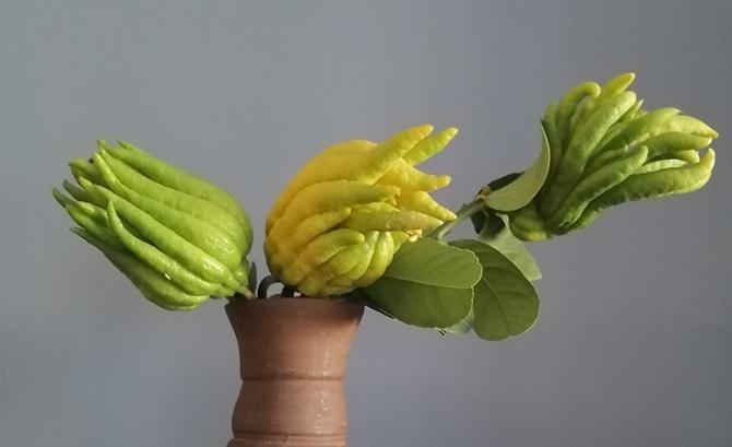 金佛手植物结的果能吃吗,金佛手观赏价值