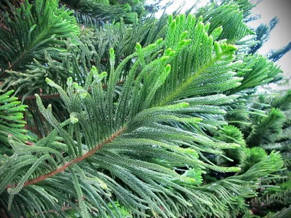 100种常见观叶植物图鉴史上最全,农村常见的100种植物