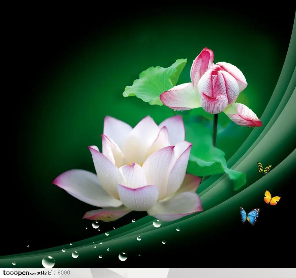 佛系最唯美的荷花图片,清新淡雅的荷花图片大全