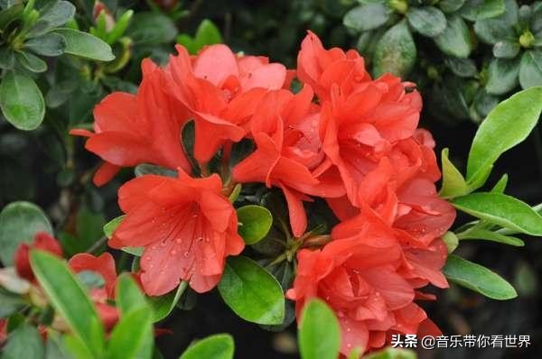 中国各城市市花图片简介,各个城市的市花有哪些