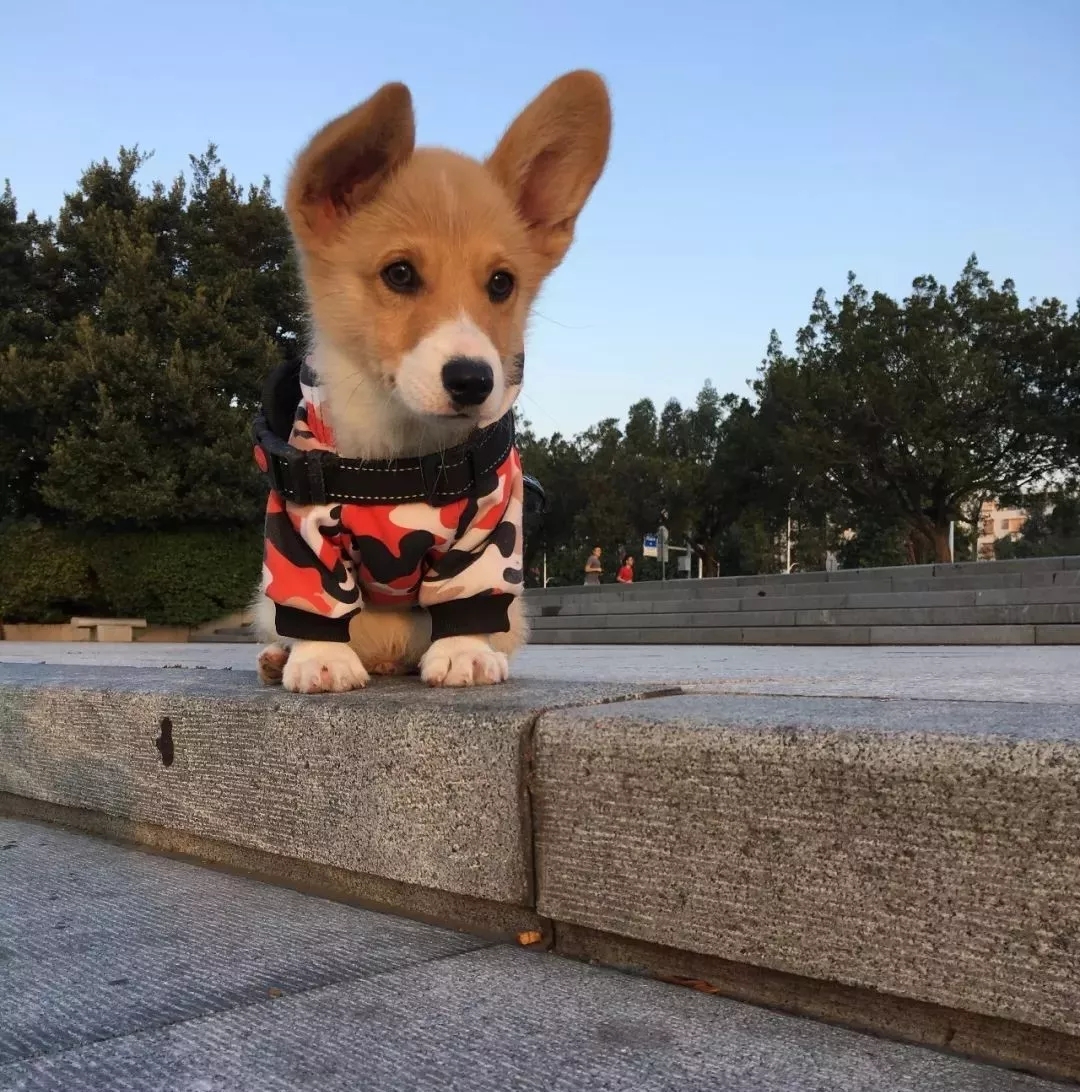 各品种犬最常见的遗传缺陷，在养待养的都看一下