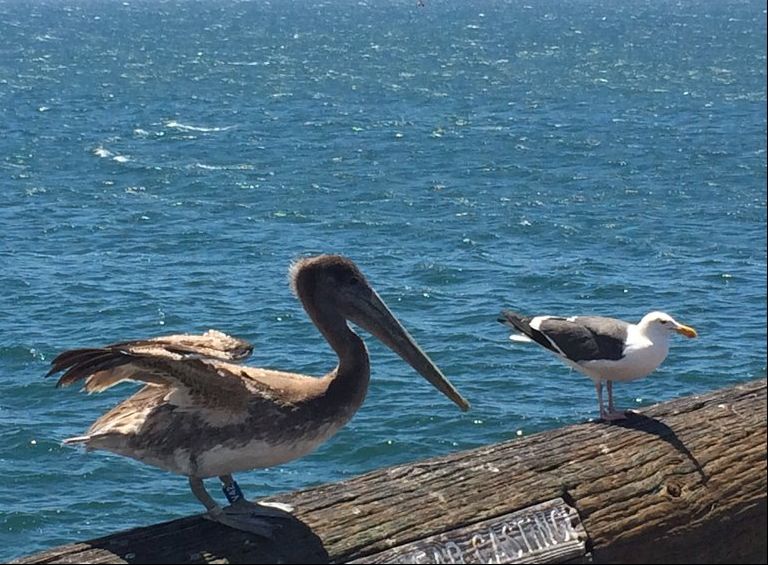 加州新港海滩游玩攻略,加州旅游推荐海边景点攻略