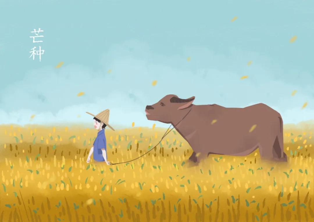 芒种又到了一年收获麦子的季节,芒种到来开始播种庄稼