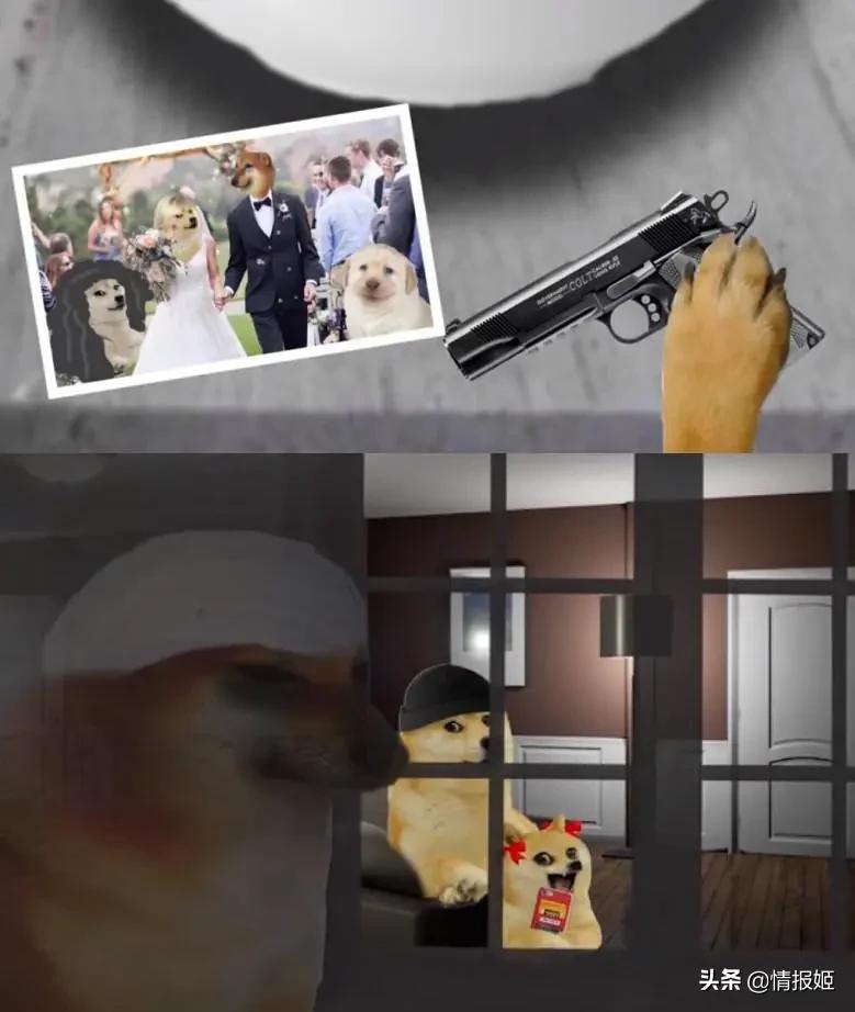 被做成表情包的柴犬doge,doge柴犬表情包万恶之源