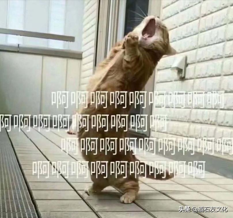 狗见了老虎和猫见到老虎的反应,猫第一次见到老虎会怎样