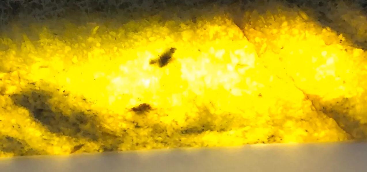 你所认识的红缨枪头其实有着更深远的文化～玉说青圭礼东方