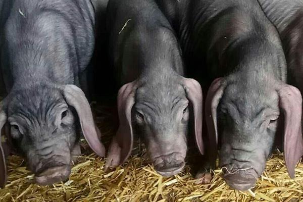 太湖二代小母猪价格,太湖母猪多大可以配