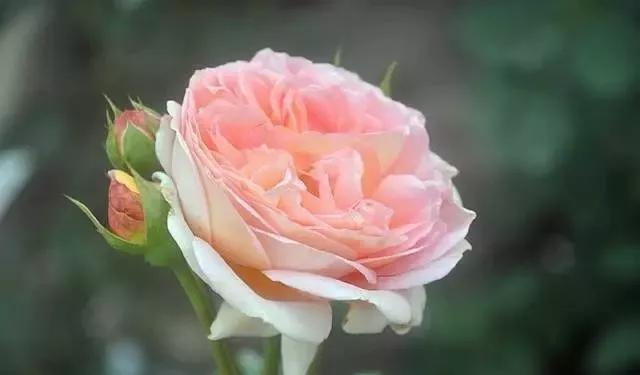 给大家介绍一下玫瑰品种,玫瑰的品种及特点介绍