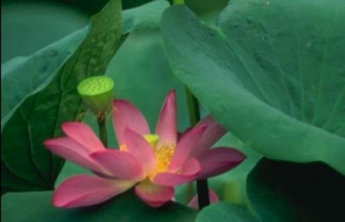 莲花的魅力,莲花的文化底蕴