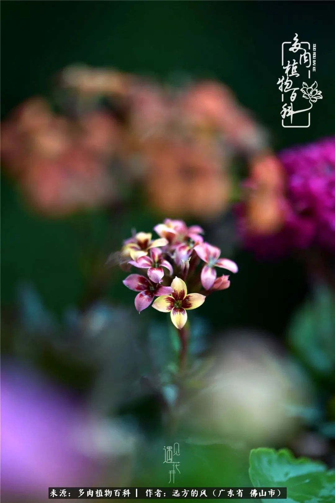 那些花儿在每个角落静静为你开着,那些花儿在每个角落静静地绽放