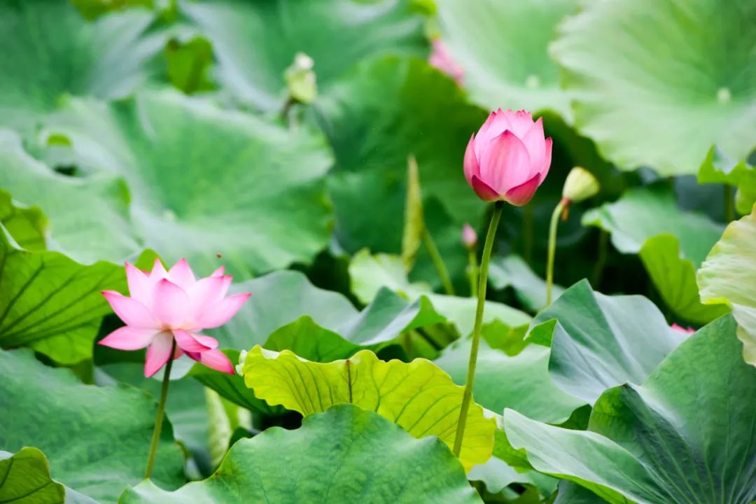 在苏州清洗家电,在苏州清宫住院的费用怎么报销