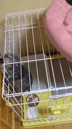 奇怪的知识增加了！猫咪简直就是液体做的