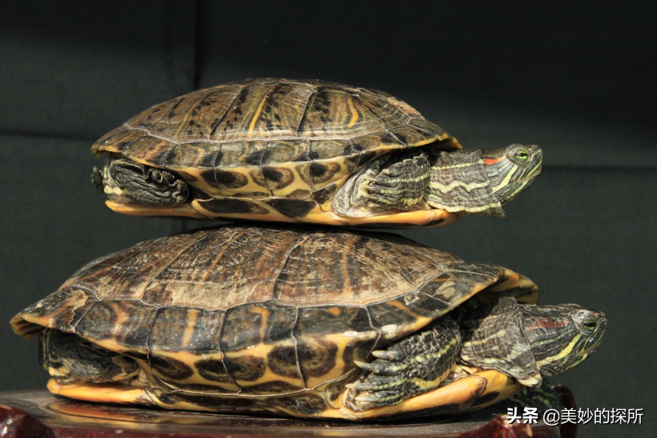 巴西龟泛滥成灾警惕外来生物入侵,巴西龟目前中国还有吗