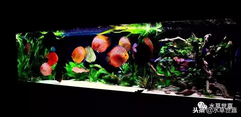 七彩神仙鱼水族箱布景,七彩神仙鱼苗繁殖技术