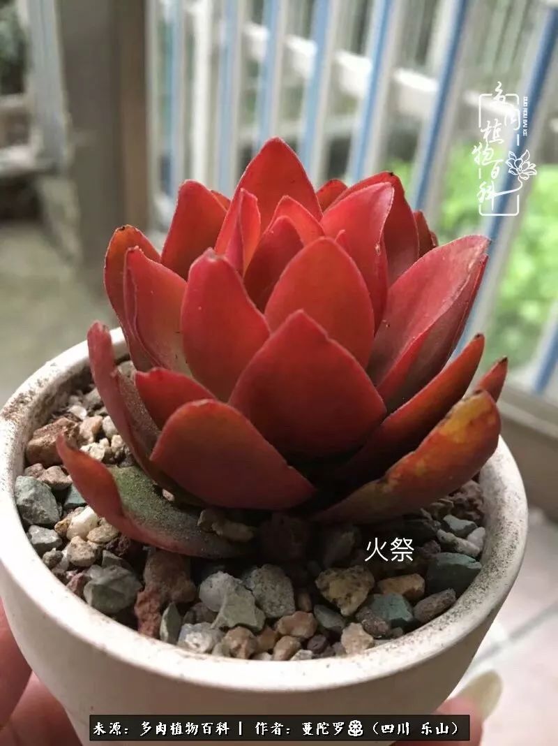 转角遇见多肉,遇见多肉治愈自己