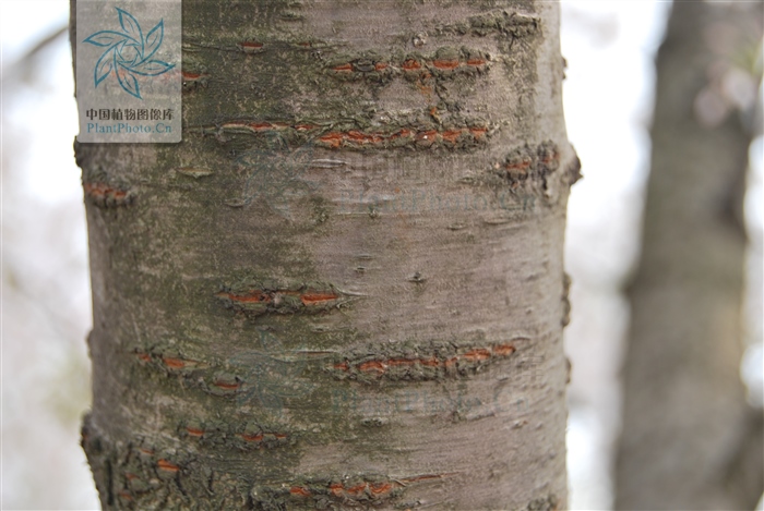 桃花杏花梨花海棠,桃花海棠梨花樱花的区别