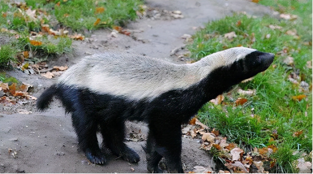 蜜獾两小时后继续享用毒蛇,蜜獾凶猛攻击人类