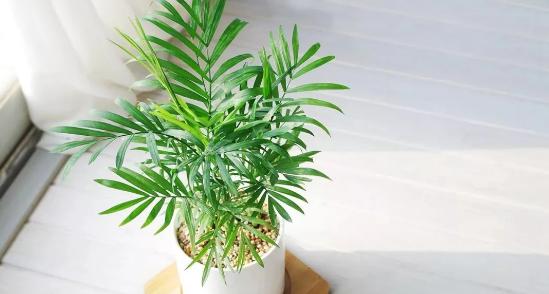 南京市园林局最新发布的室内植物甲醛吸收能力排行榜