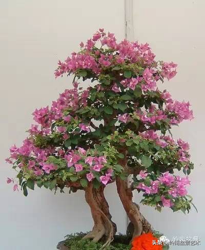 2万元的黑松盆景,拍卖28万的盆景