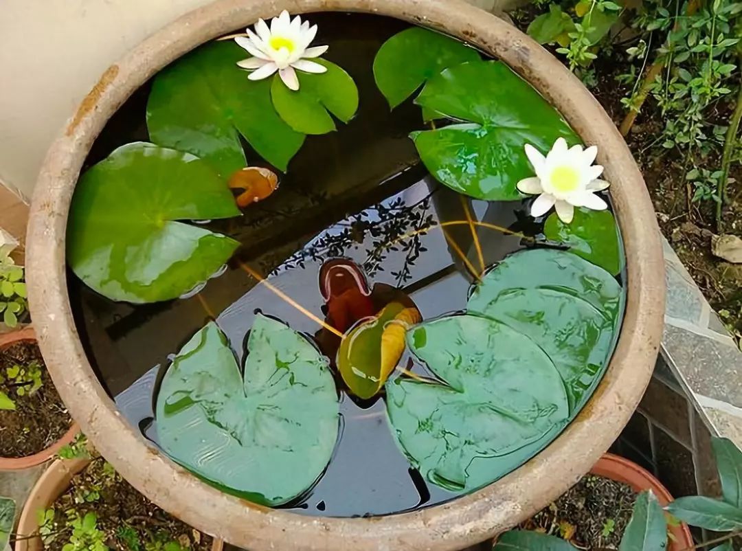 睡莲种子怎么养全过程,睡莲从种子开始养怎么养最好