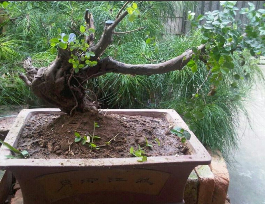 大型小叶榔榆上盆之前如何修剪,刚买的小叶榔榆上盆注意什么