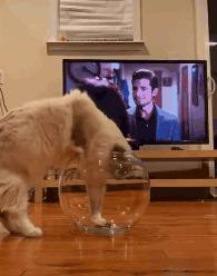 奇怪的知识增加了！猫咪简直就是液体做的