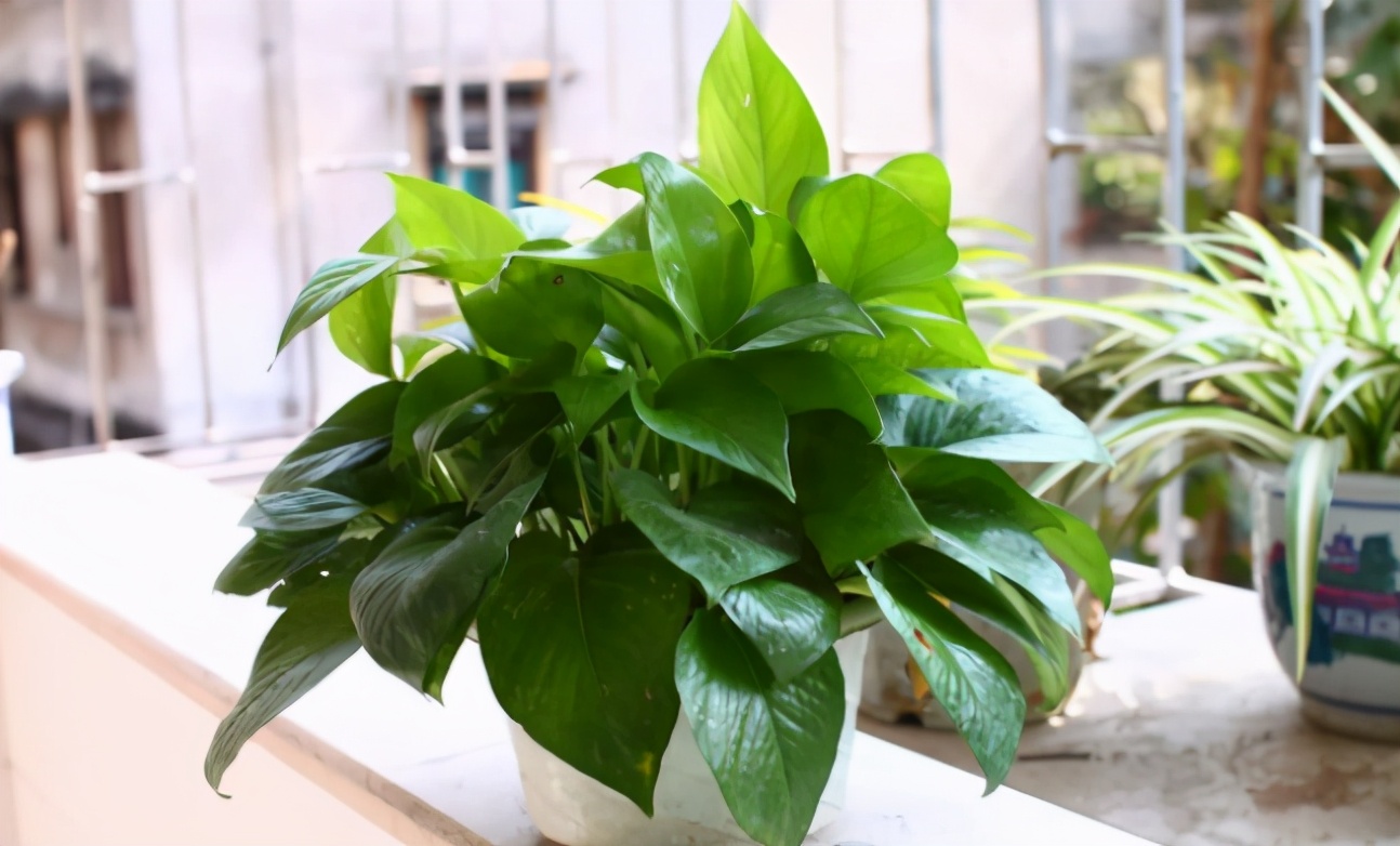 盆栽绿萝怎么养才能更旺盛呢,绿萝大盆栽图片大全