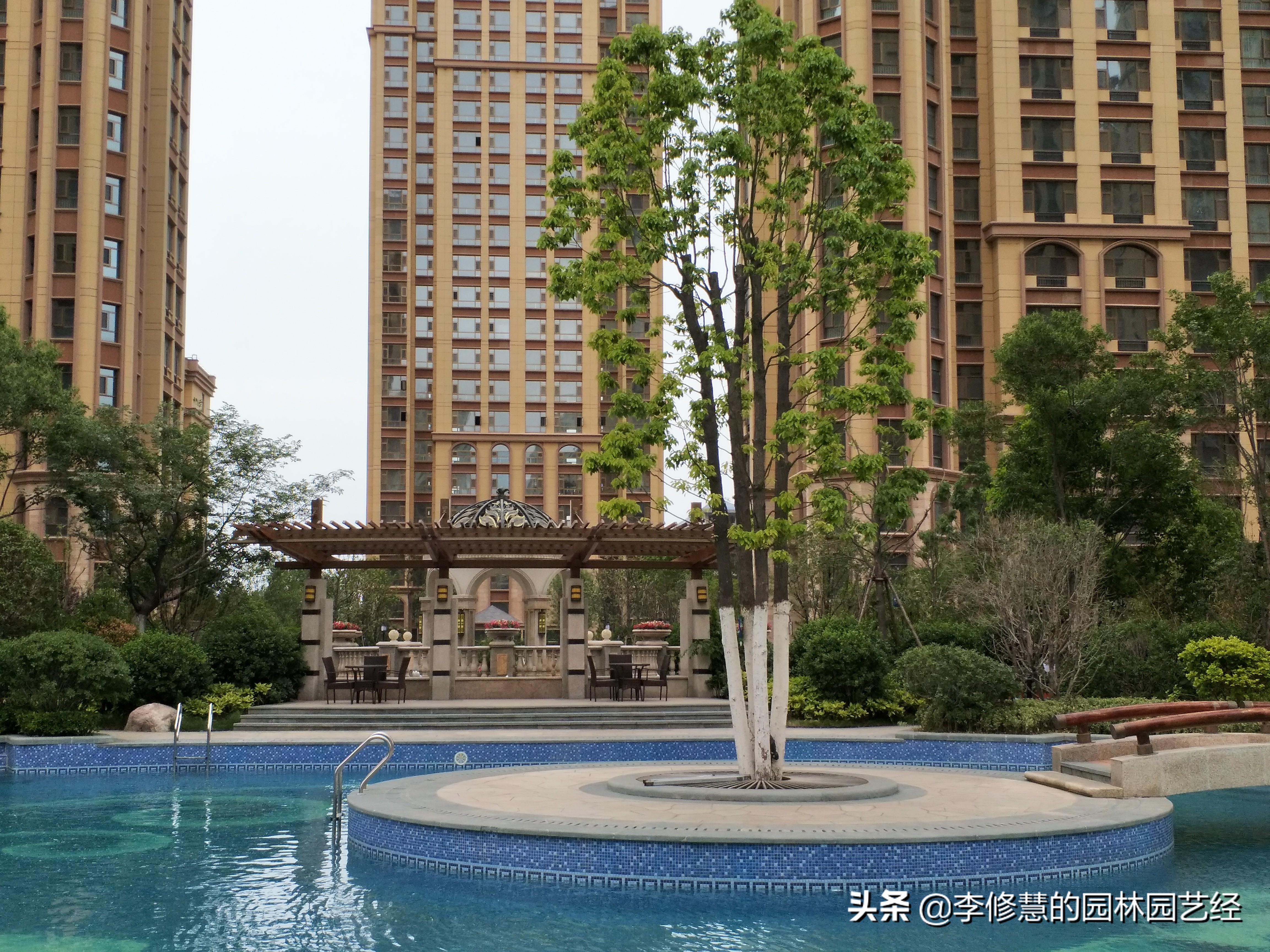 如何培育香樟树苗,如何种好香樟树