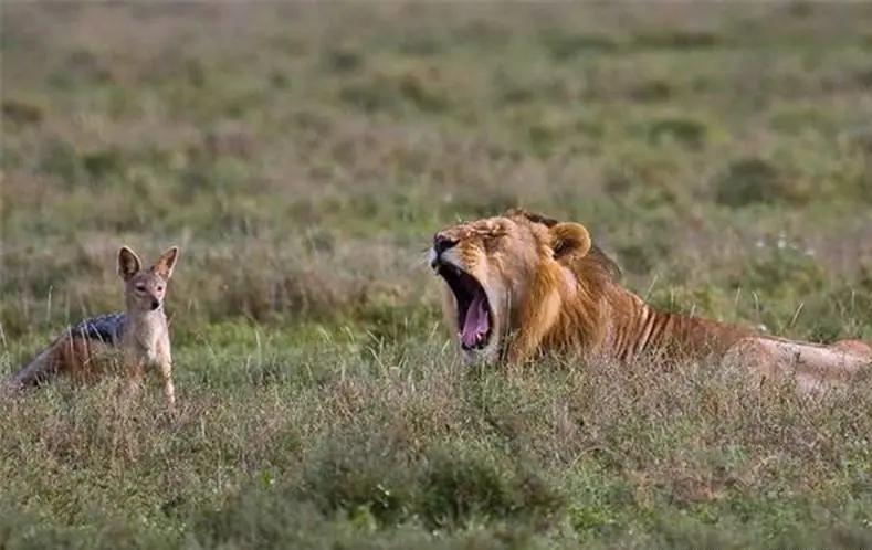 胡狼“大帝”：比平头哥胆子还大的非洲蹭饭王