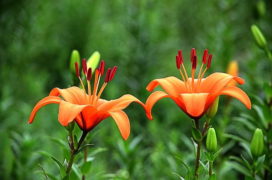 现在百合最佳种植时间,重瓣百合10月种江苏还能开花吗