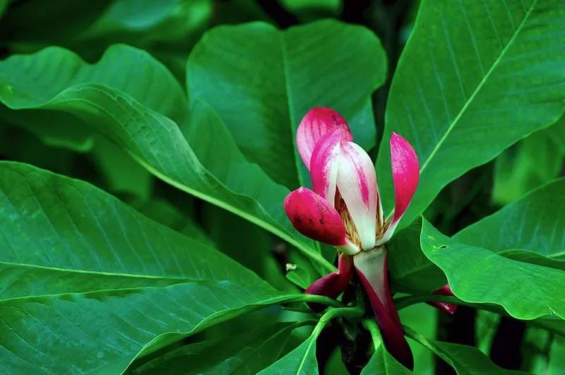 冬天常见中药植物图片及功效,花期长的草本植物图片
