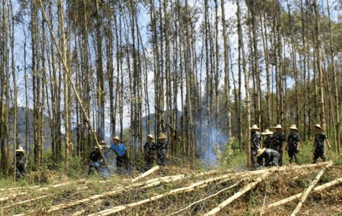 桉树真的会破坏土地吗,桉树火烧后还会生长吗