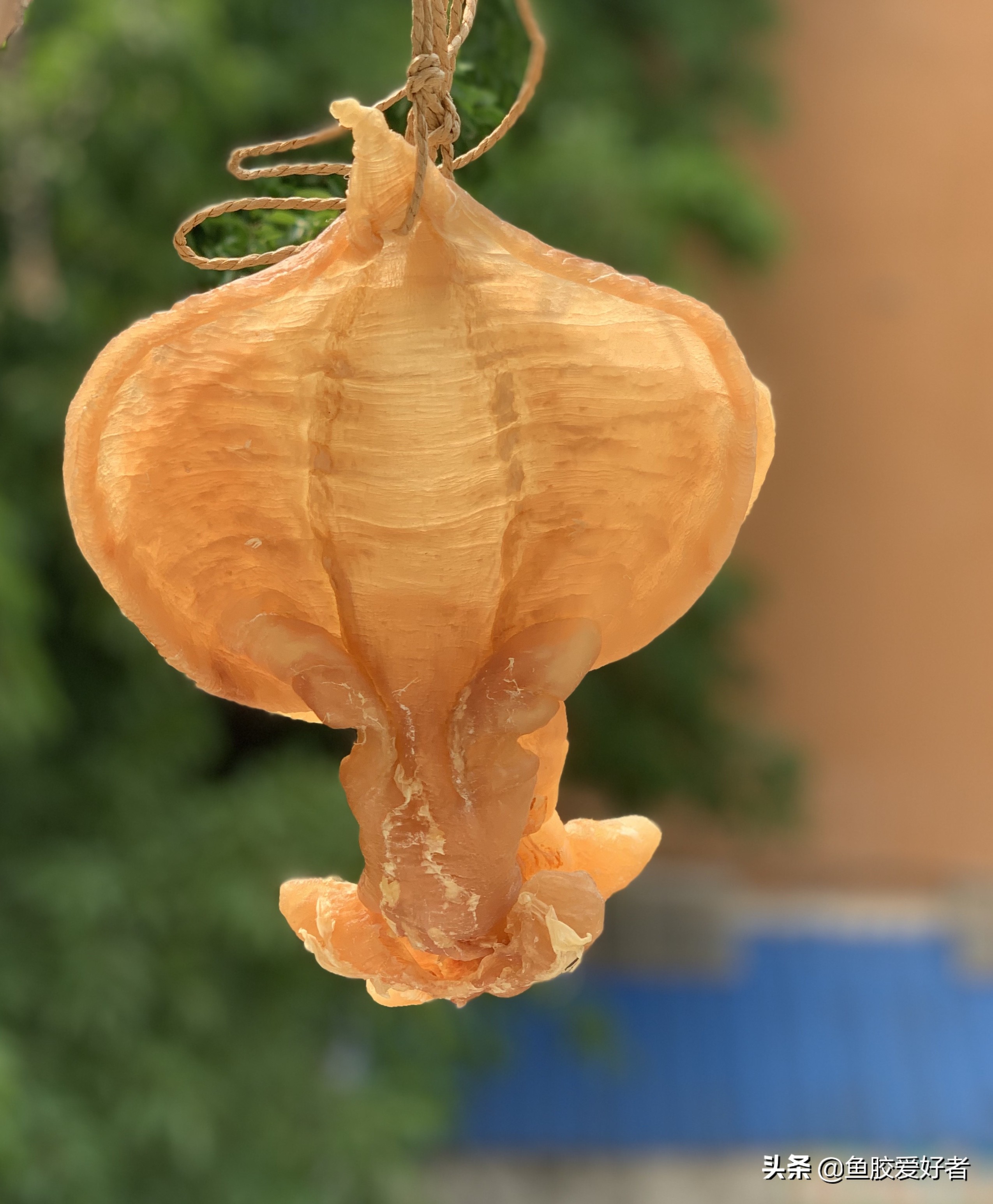 加拿大开片鱼胶的正确泡发方法,鱼胶在泡发过程中营养会流失吗