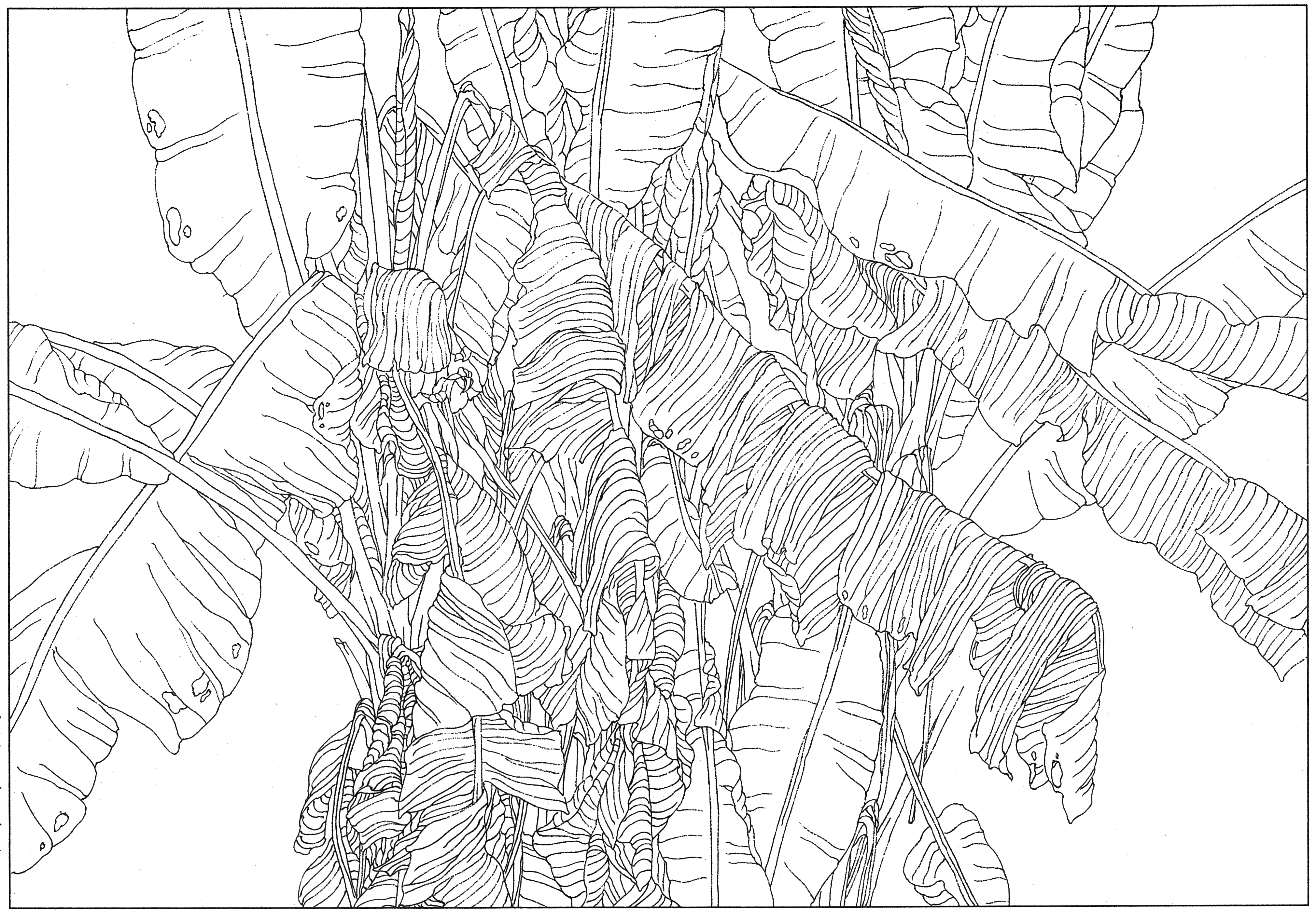 徐渭国画芭蕉作品,临摹徐渭墨梅芭蕉图