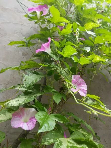 牵牛花到处游,牵牛花随便种