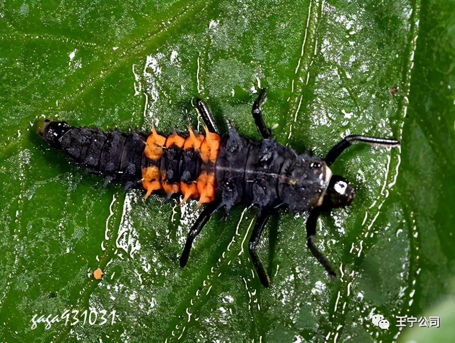 玉米上的虫害打什么药,玉米虫害防治口诀谚语