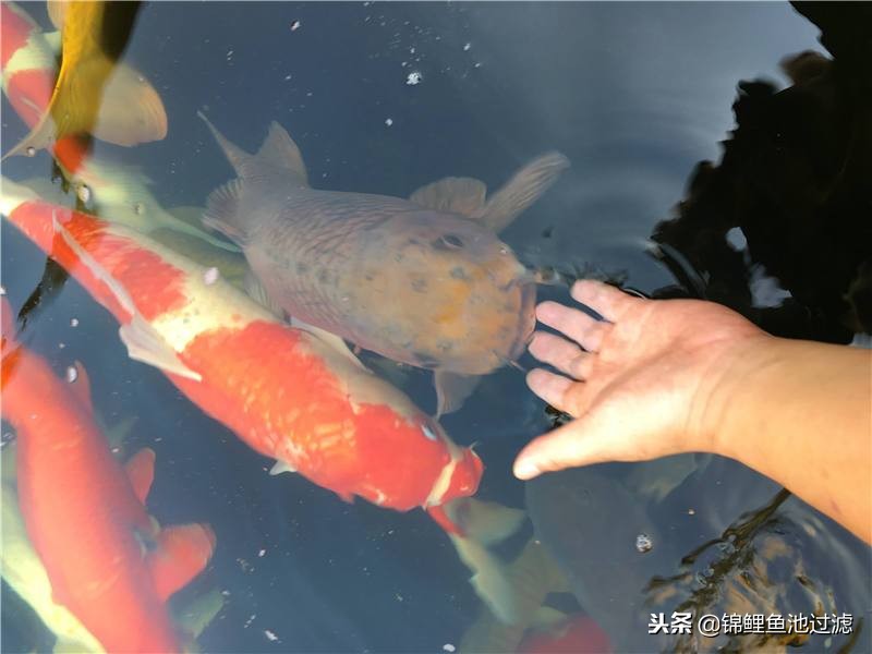 史上最贵的10条锦鲤,锦鲤最高拍卖价是哪一条