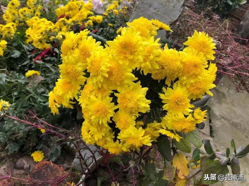 文学样式宋元明清,宋元时期的文学与艺术成就有哪些