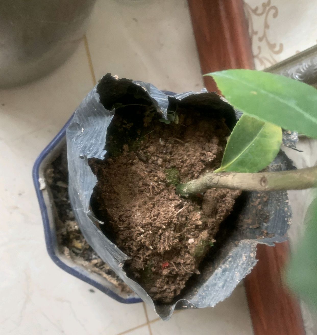 茶花种植土壤怎么配制,茶花不用原土红土栽种要注意什么