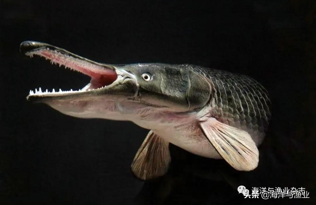 北方江河常见水生生物,陆生生物水生生物有哪些