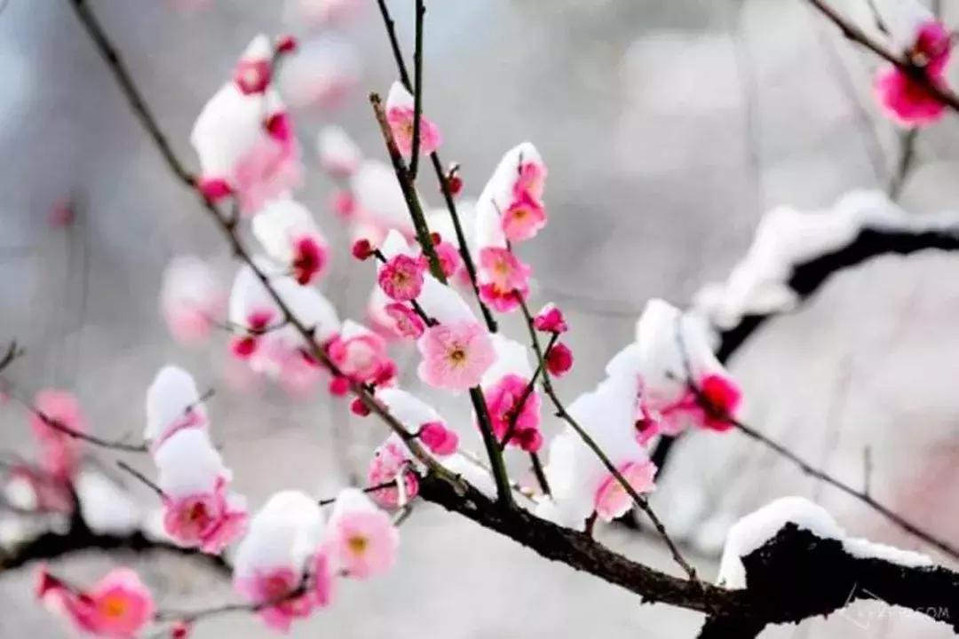 赏梅胜地景点在哪里有,江南赏梅胜地