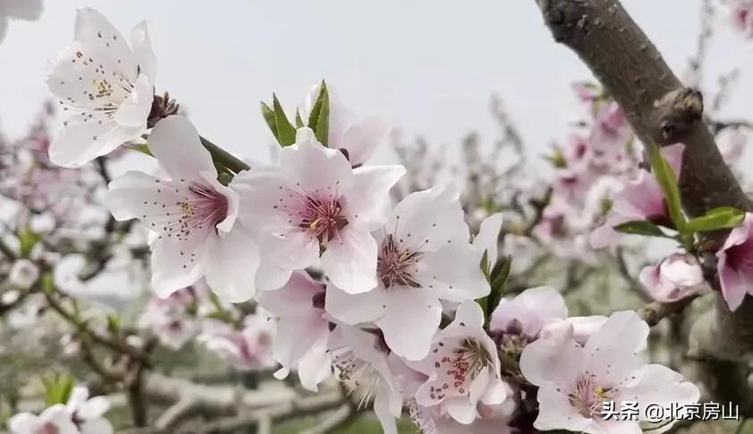 春天房山赏花的地方有哪些,房山赏花攻略