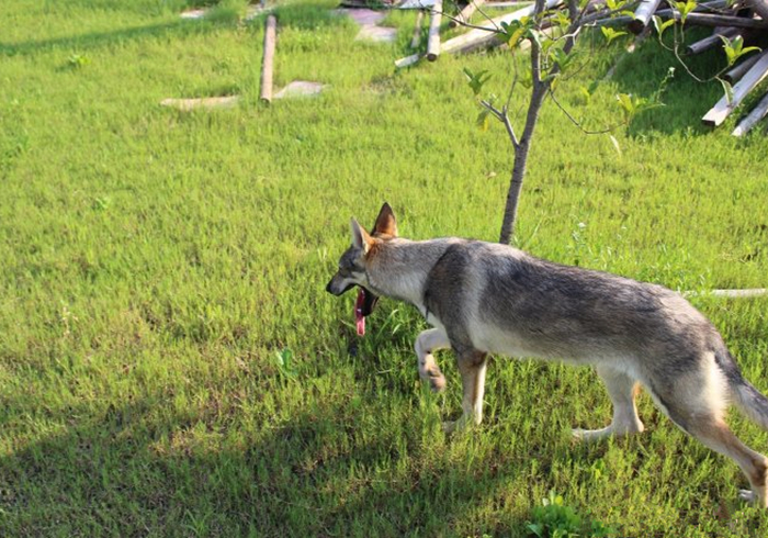 主人听见狗叫后推窗，却看见院中竟有两匹狼，报警后才知其身份