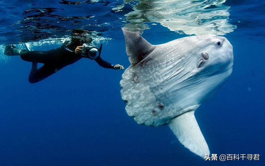 关于动物的10个伪事实你信了吗,关于动物的谣言许多人却深信不疑