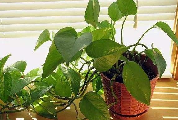 绿萝最爱喝的四种水喝完长得贼快,绿萝喝了这种水疯长