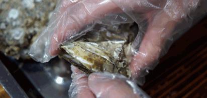 比顺德潮汕还生猛的海鲜之城，好吃到打个飞的也要去一趟