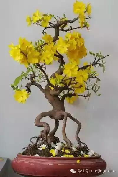 大师级老桩盆景欣赏,精美绝伦的老桩盆景