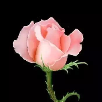 520情人节祝福送上真的太美了,最新的520情人节