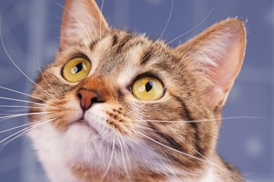 猫咪猫须被剪了,猫咪为什么要剪猫须